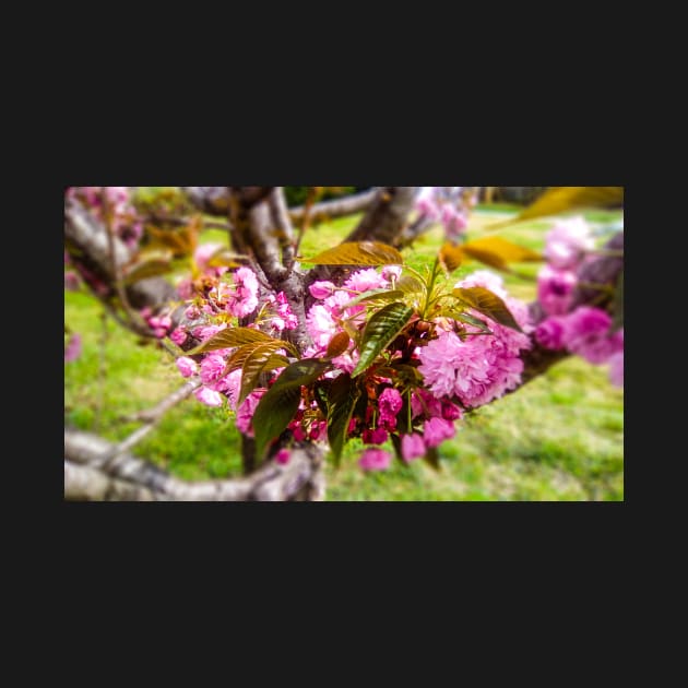 Blooming flowers on a tree by PandLCreations