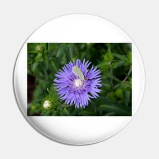 Stokes Aster With White Butterfly Pin