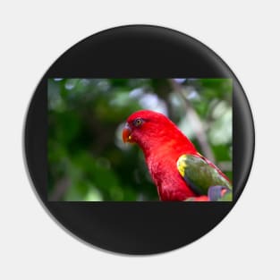 Red Macaw Pin