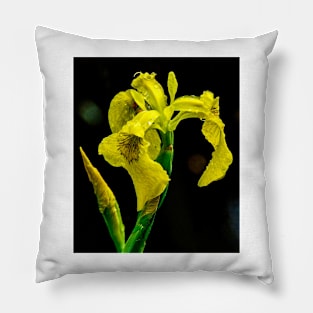 Yellow Swamp Iris Pillow