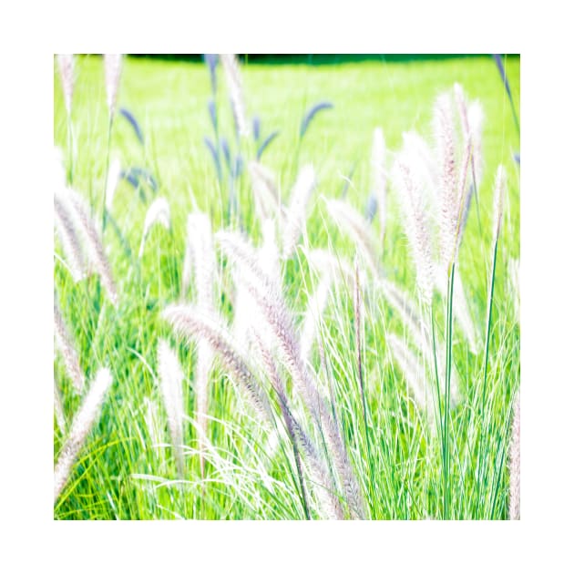 White Fountain Grass by PedaDesign