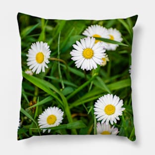 Daisies, spring flowers full of tenderness and beauty Pillow