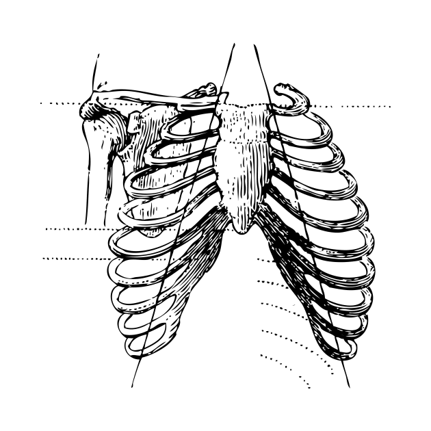 Ribcage bones by chris@christinearnold.com