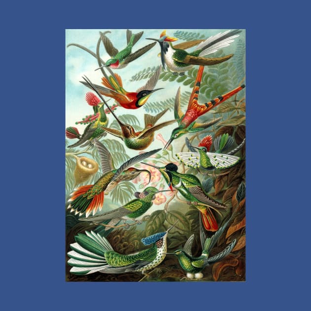 Hummingbirds Trochilidae by Ernst Haeckel by MasterpieceCafe