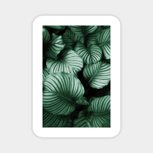 Tropical Lush Palm Leaves Magnet