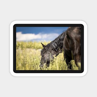 Norik mare on the pasture Magnet