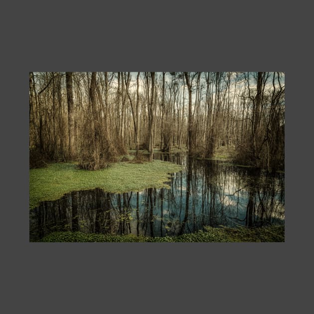 Swamp in Southeastern Georgia by Gestalt Imagery