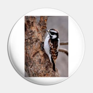 Cinnamon coloured Downy woodpecker Pin