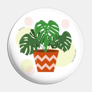 Monstera plant in the ceramic pot Pin