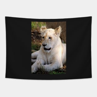 Adolescent Male White Lion Tapestry