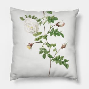 Silver-Flowered Hispid Rose, Rosa hispida argentea from Les Roses (1817–1824) by Pierre-Joseph Redouté. Pillow