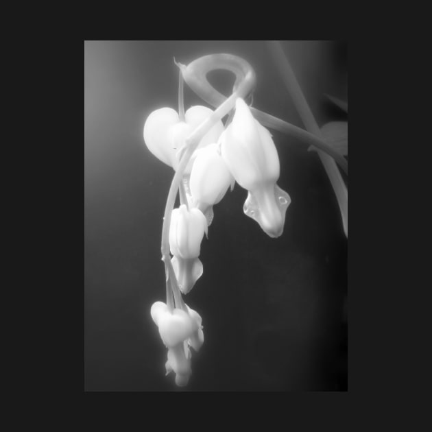 white bleeding hearts, black and white #2 by DlmtleArt