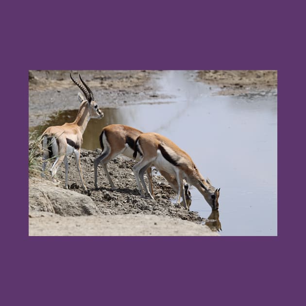 Thomson's Gazelles at the Moru River, Serengeti, Tanzania by Carole-Anne