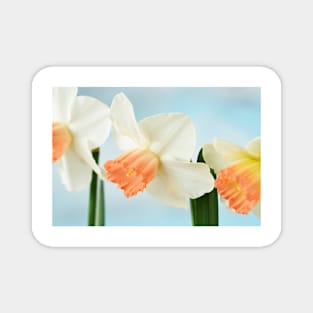 Narcissus  &#39;Pink Charm&#39;  Div.  2 Large-cupped]]Daffodil Magnet