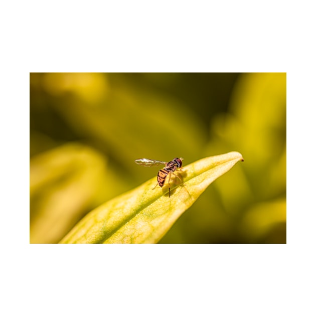 Calligrapher fly on leaf by blossomcophoto