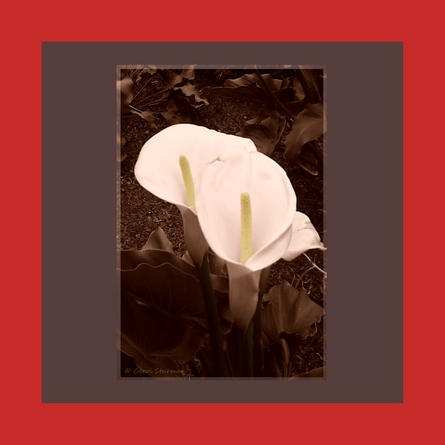 Sepia Calla Lily Pair by csturman