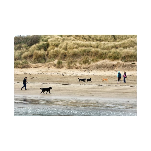 Four Dogs: Dog walkers on the beach - Beadnell, Northumberland, UK by richflintphoto