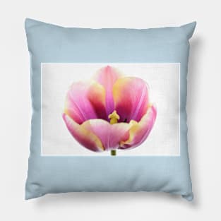 Tulipa  &#39;Atlantis&#39;   Single Late Tulip Pillow