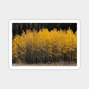 Golden Aspens Magnet