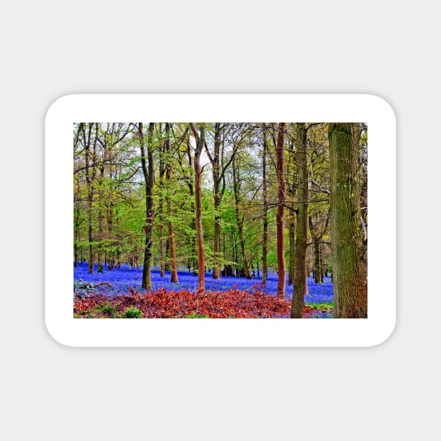 Bluebell Woods Greys Court Oxfordshire England UK Magnet by AndyEvansPhotos