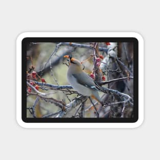 Bohemian Waxwing. Magnet