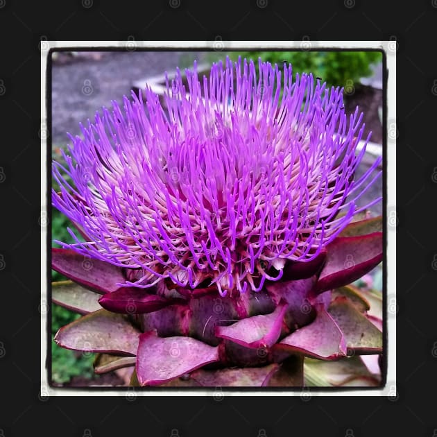 Artichoke Flower by kchase