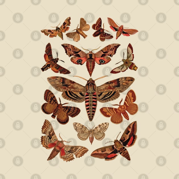 Vintage Moths by elisecv