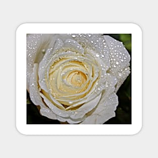 A white Rose. Magnet