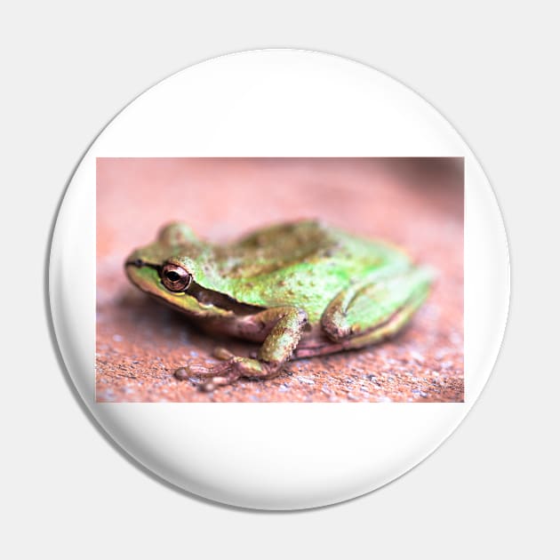 Sierran tree frog Pin by blossomcophoto
