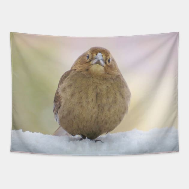 Brown-Headed Cowbird No.1 Tapestry by MaryLinH