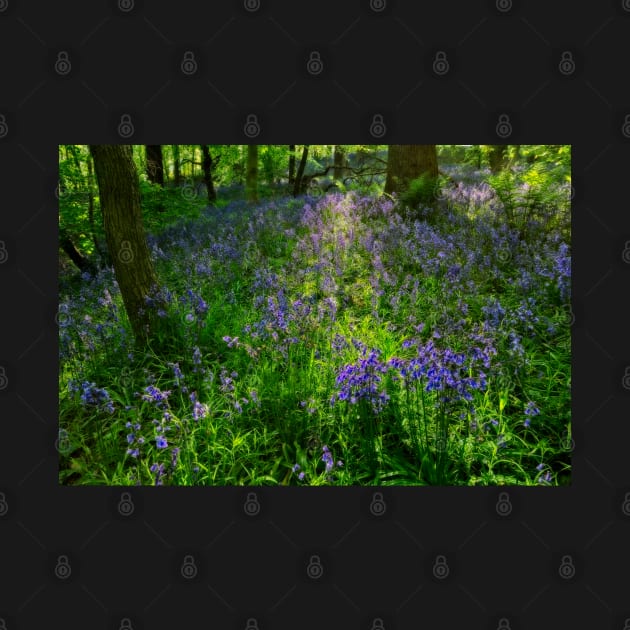 Evening Light in the Durham Bluebell Wood by MartynUK