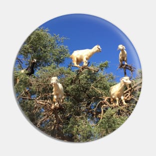 Goats in an argan tree Pin