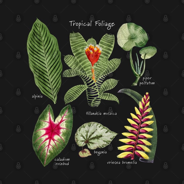 Tropical Plants Foliage Flowers by Pine Hill Goods