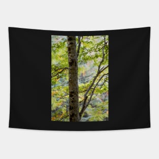 Gruinard Birch in motion Tapestry