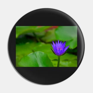 Purple Water Lily Pin