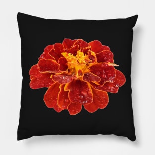 Tagetes patula &#39;Red Cherry&#39; French marigold Pillow