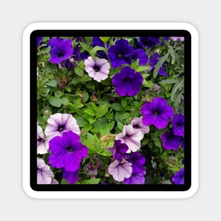 White And Blue Violets Field Magnet