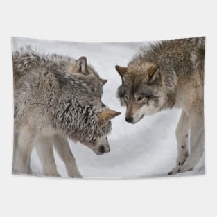 Timber Wolves Tapestry