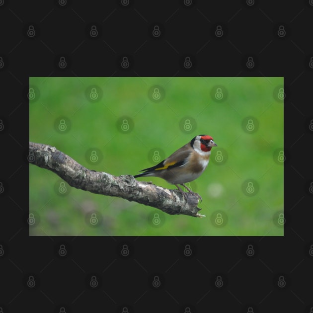 Goldfinch by declancarr
