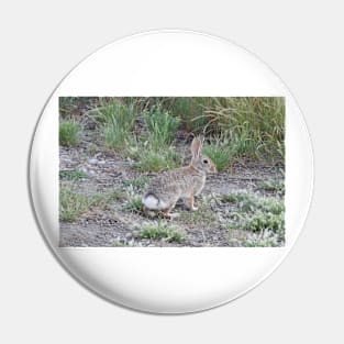 Rabbits, Cottontail Rabbit, Wildlife Pin