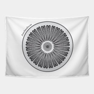 Diatom - Arachnodiscus (scientific) Tapestry