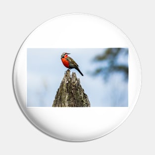 32216 red breasted Pin