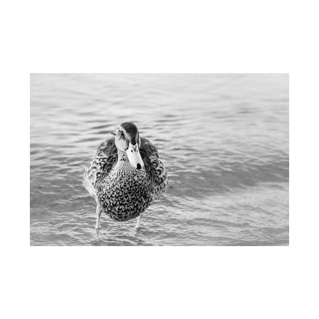 Cute Funny Duck Portrait Black and White by Amy-K-Mitchell