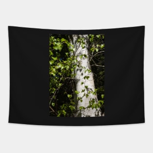 White tree trunk. Tapestry