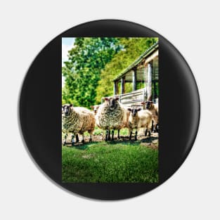 Sheep on the farm Pin