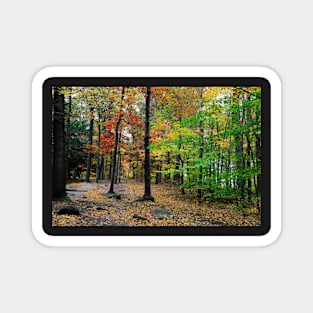 Mountain trail in the forest Magnet