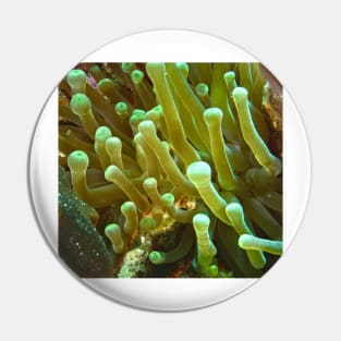 Giant Yellow Sea Anemone Pin