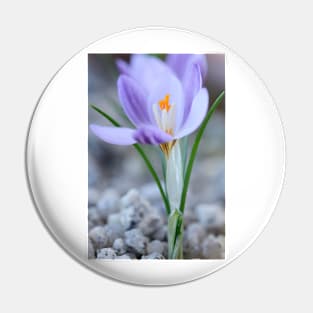 Crocus laevigatus  &#39;Fontenayi&#39; Pin