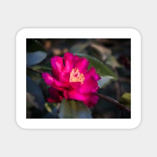 Common Camellia Flower Magnet