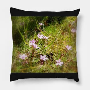 pink Redstem Filaree wildflowers #1 Pillow